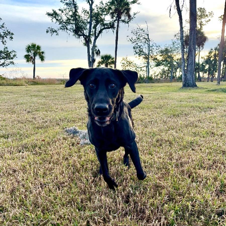 Charger enjoying the morning