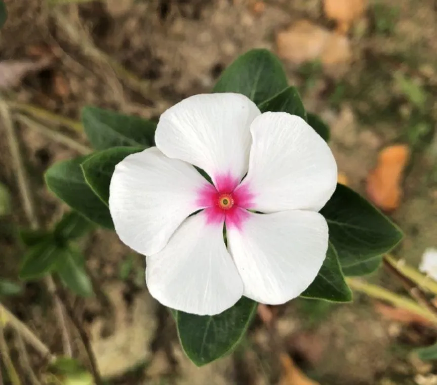 What Resilience Actually Looks Like When You're Navigating Dementia