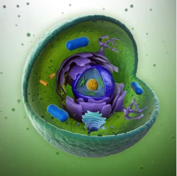 Cellular Detox for Chronic Illness: A Root-Cause Healing Approach That Actually Supports the Body