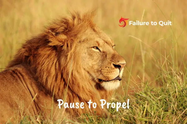 Focused lion showing how stillness unlocks leadership clarity and momentum
