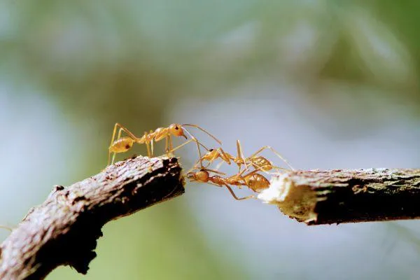 How to Build Collaborative Educator Confidence: The Key to Embedding Sustainability in ECEC