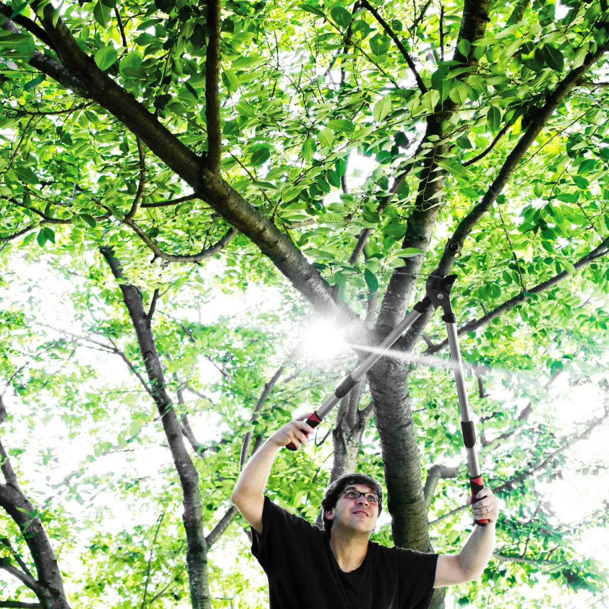 Tree trimming service