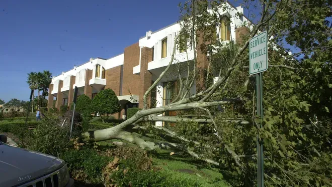 Tree Protection service