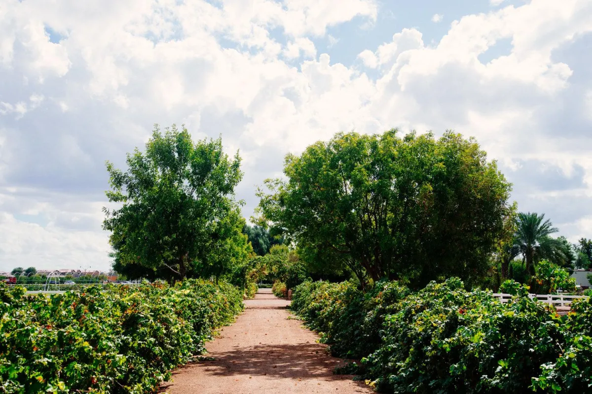 A Food Lover’s Guide to Gilbert’s Local Markets and Eateries