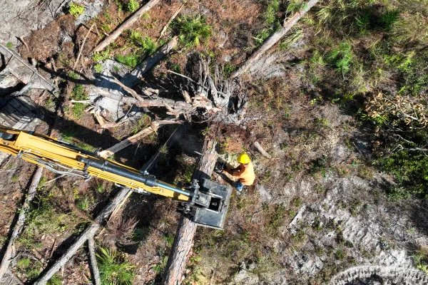 Expert Land Clearing Trees: Tree Removal & Stump Solutions