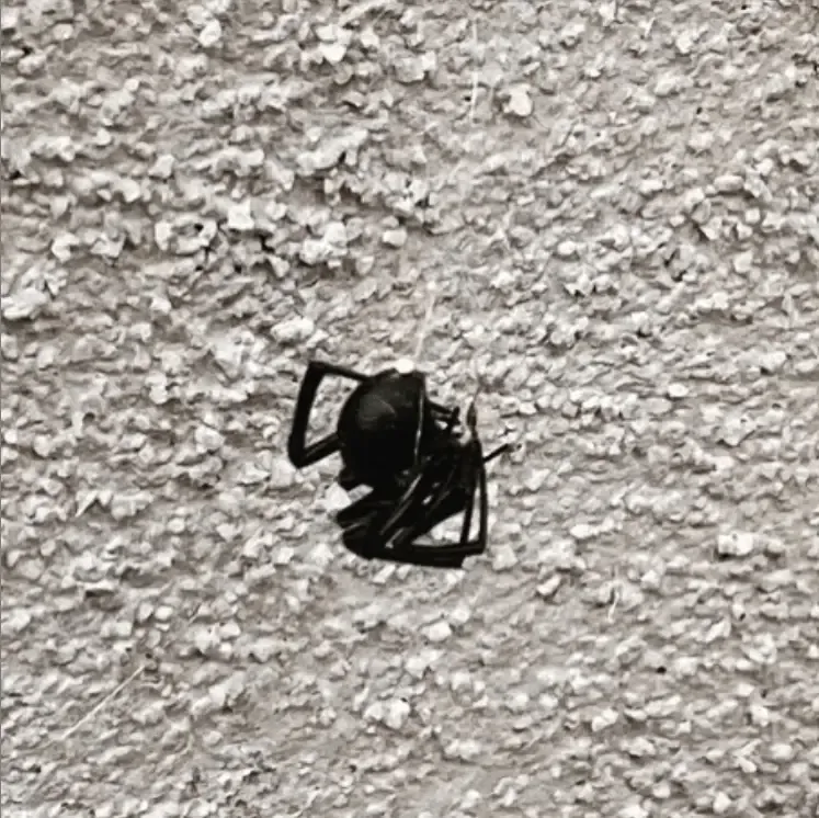 It’s that time of year again: Black Widow season!
