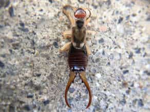 Get a Jump on them Before they Jump on You!