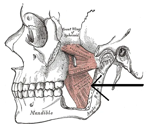 Gray's anatomy sketch of pterygoid muscles