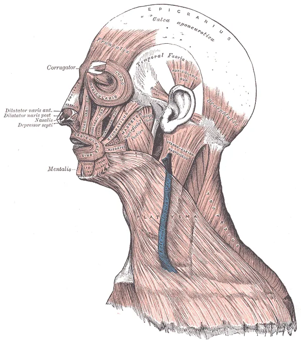Part 2.7: Head & Neck — The Occipitofrontalis Muscle