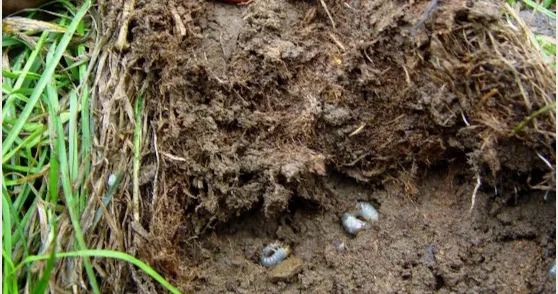 We can help you know the best ways to eliminate unwanted pests and weeds in your yard.