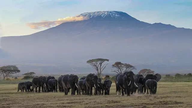 Kilimanjaro_safari