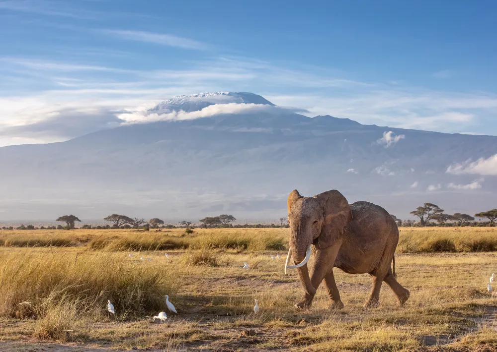 kilimanjaro wildlife