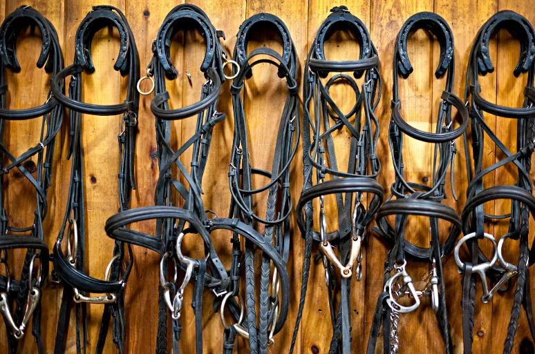 Put a Bridle on Your Social Media Posts