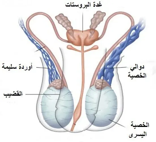 دوالي الخصية بالجهة اليسرى - الدكتور صالح بن صالح