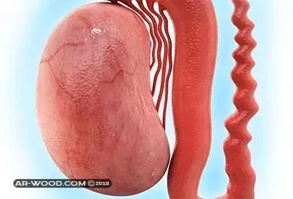 كبر حجم الخصية - الدكتور صالح بن صالح