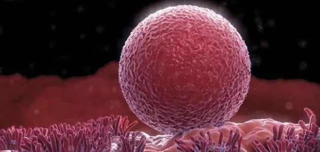 توليد بويضات حية من خلايا جلدية خارج الجسم - الدكتور صالح بن صالح