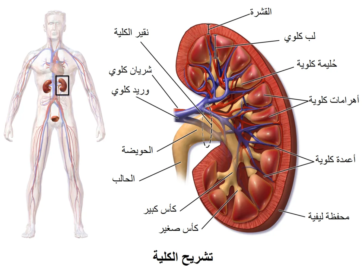 الكلية.. أعظم مرشح ومنظم للسائل الحيوي..! - الدكتور صالح بن صالح