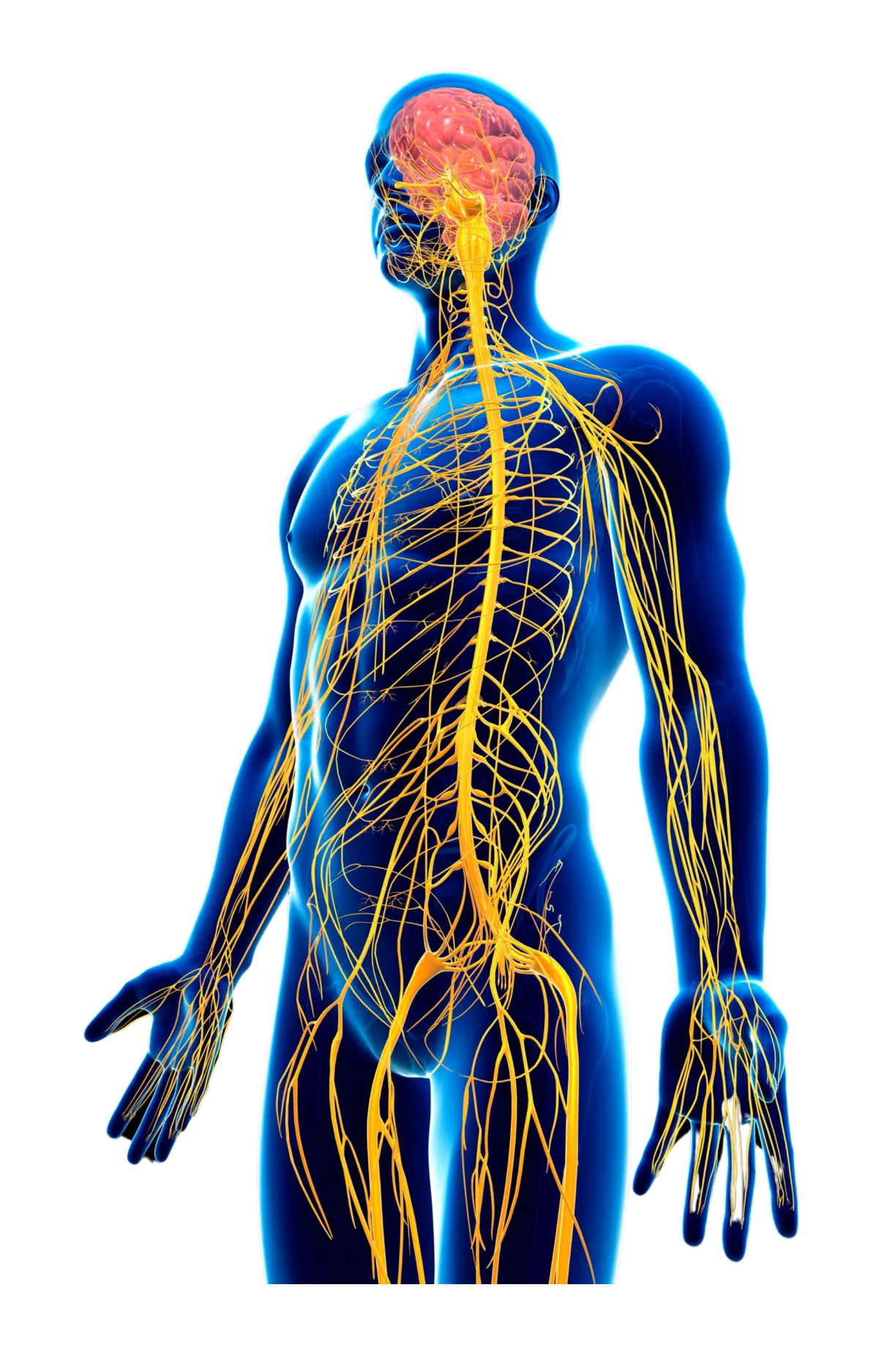 human body