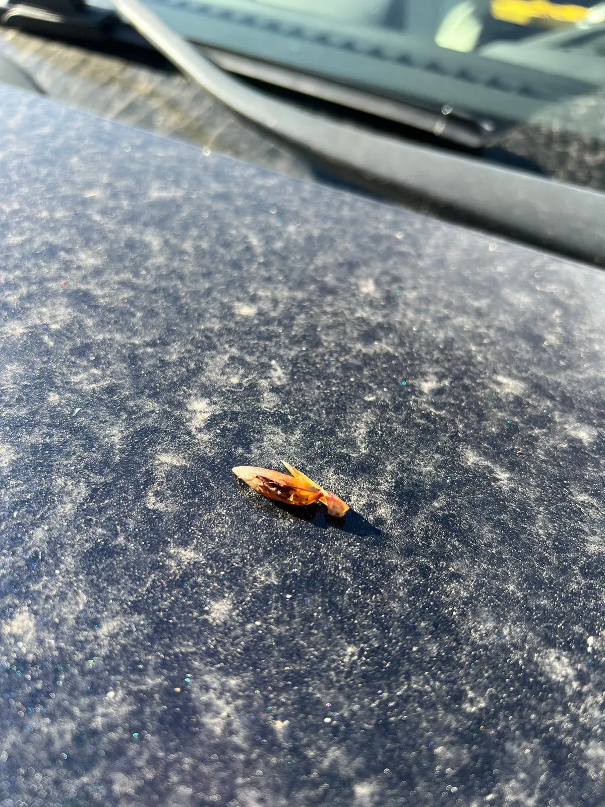 What Is Tree Sap And Why Is It A Problem For Colorado Drivers