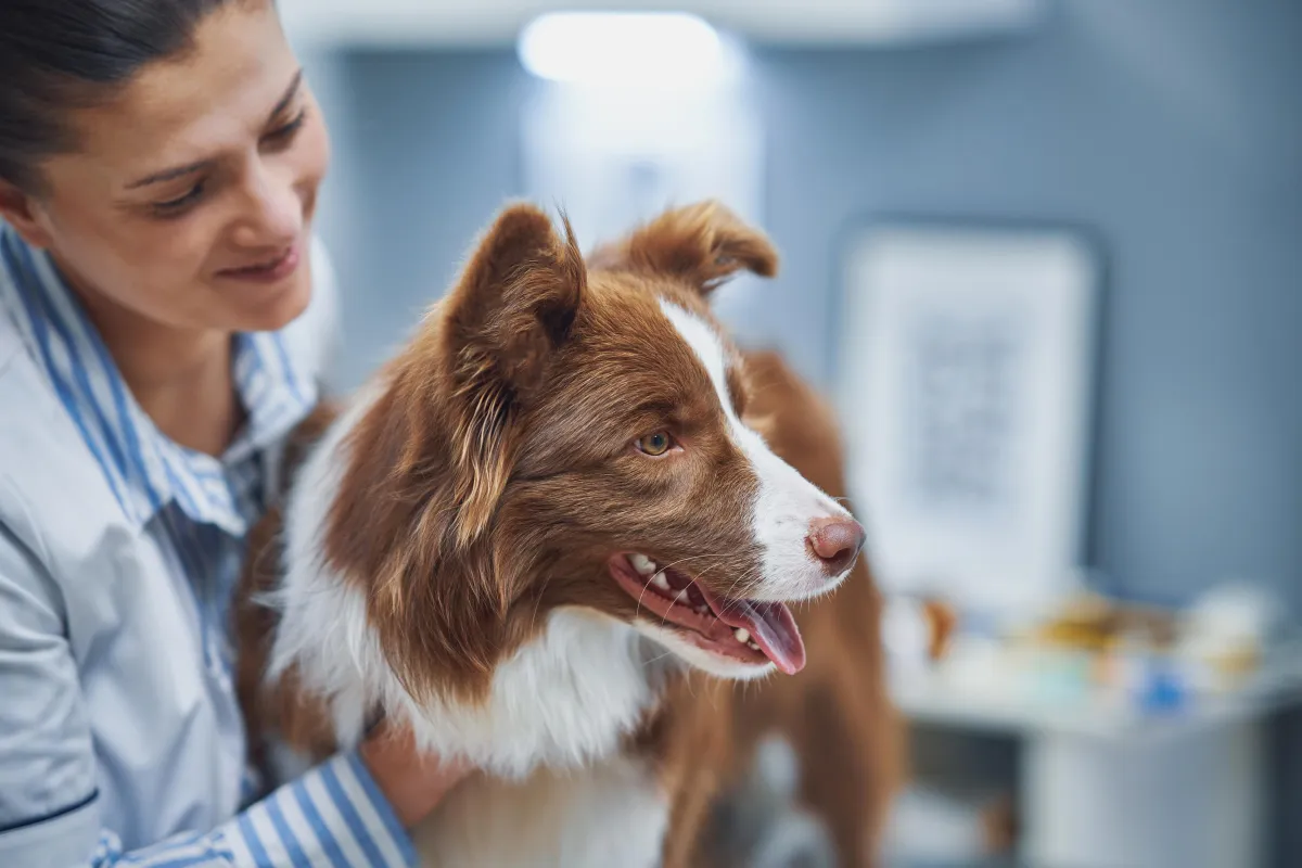 The Ultimate Guide to Hiring a Fractional CFO for Dental and Veterinary Practices