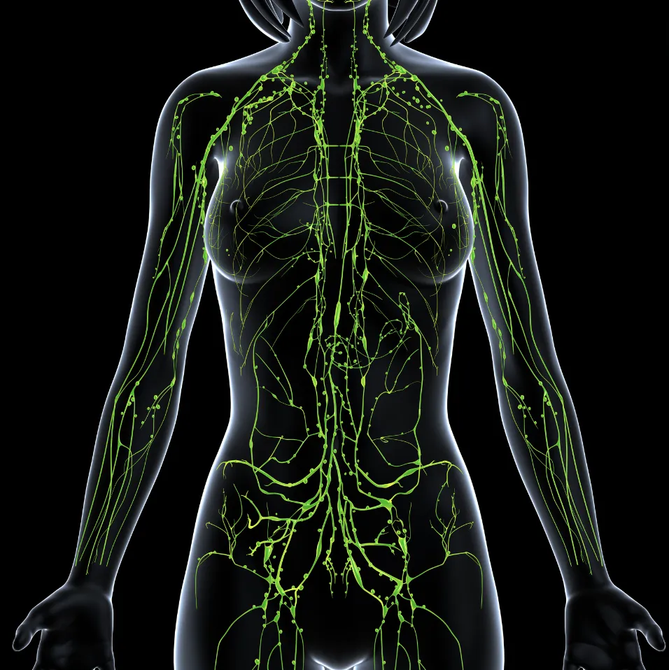 Endocannabinoid System