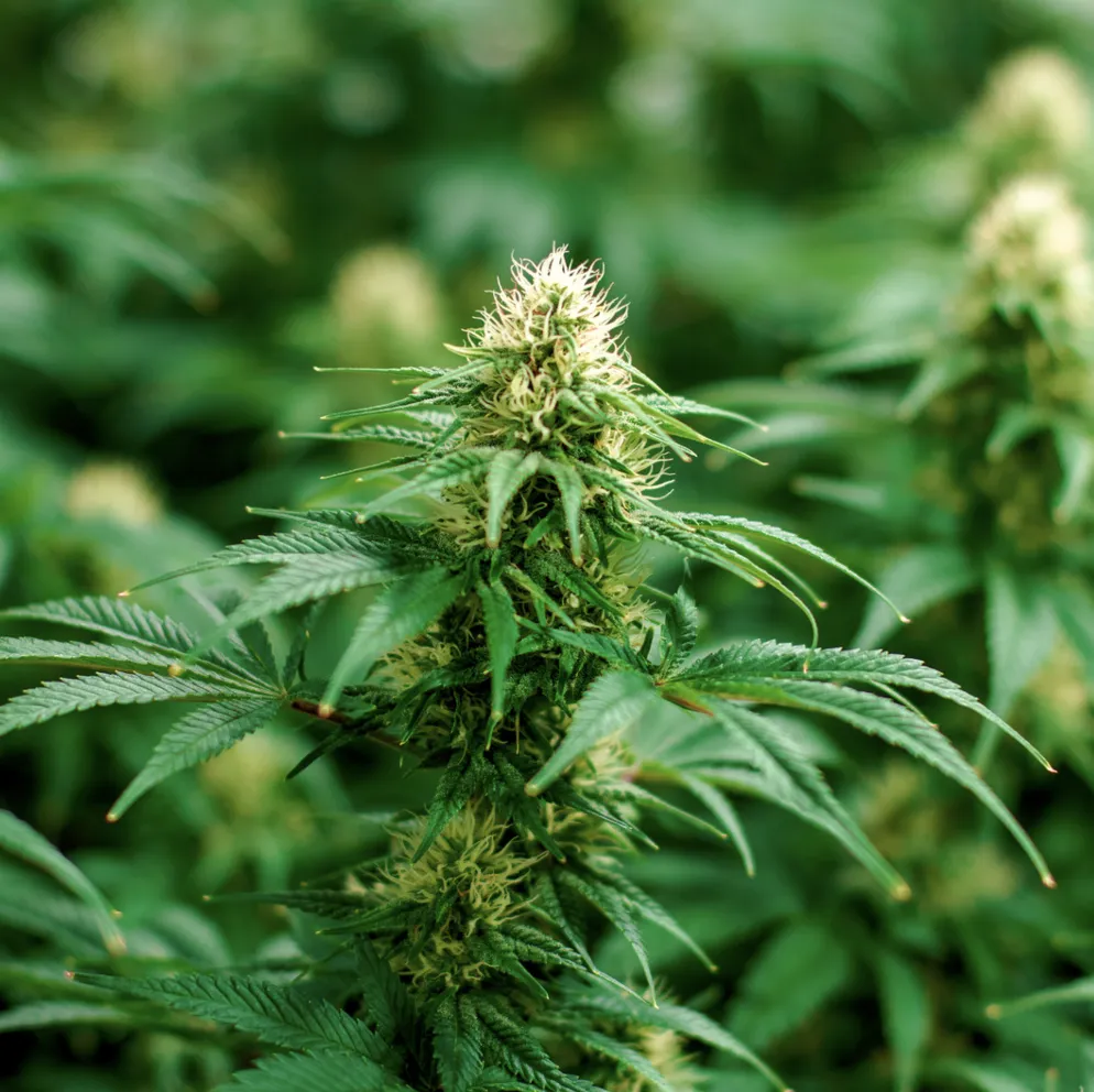 sour diesel