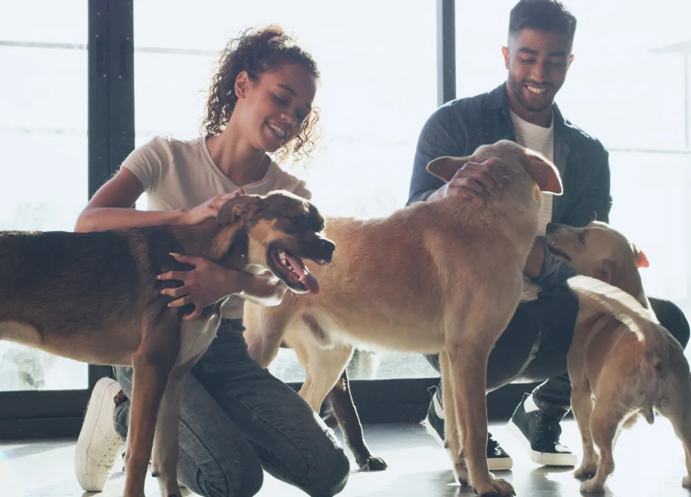 Friendly Edmonton family fostering dog