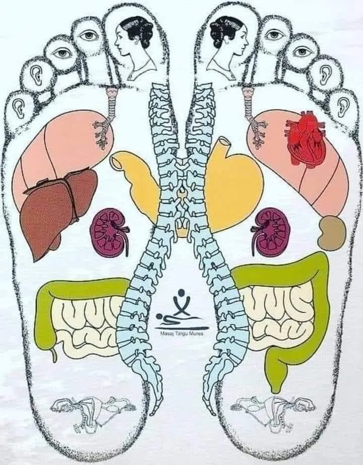 Your feet reflect all your body systems