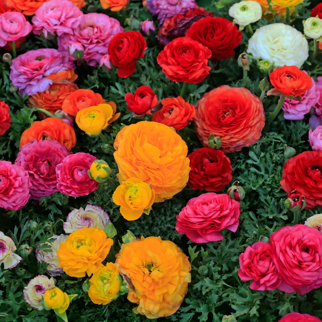 flowers