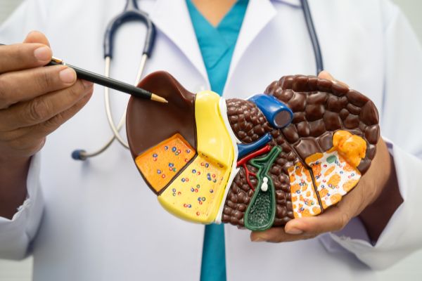 anatomical liver portrayal