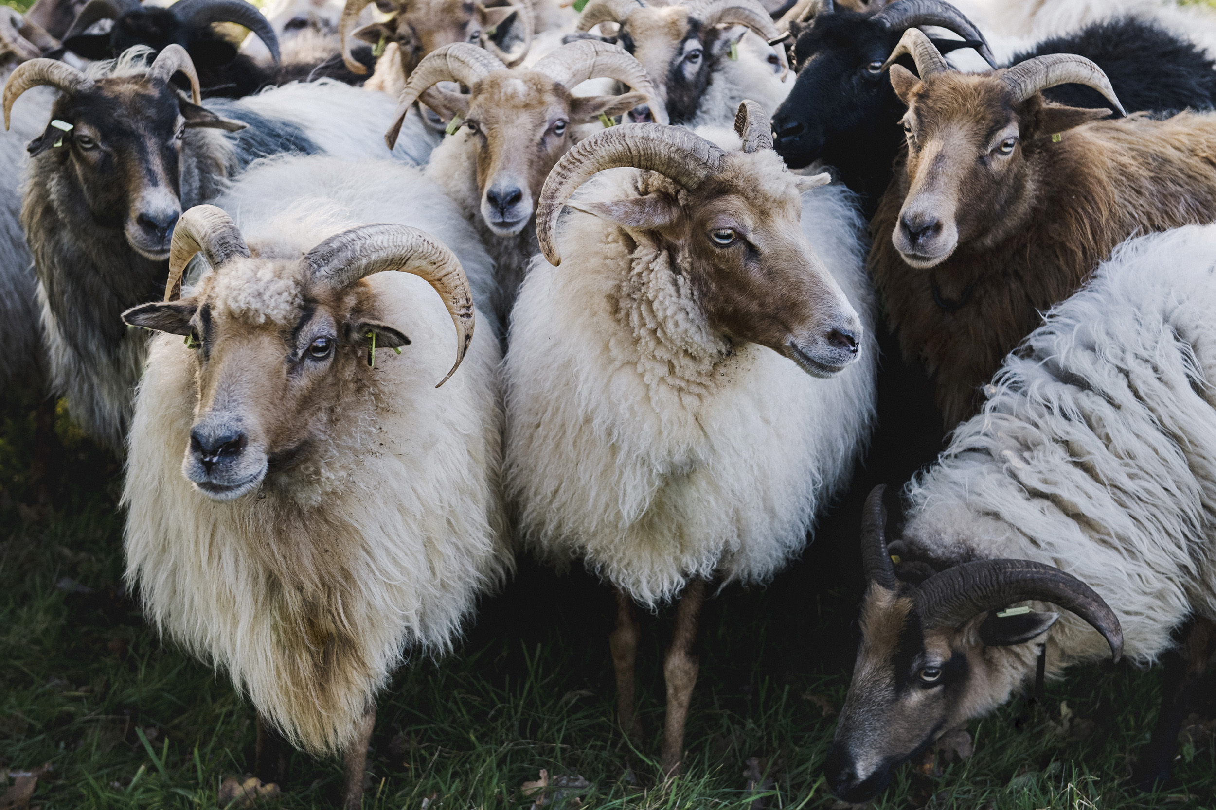 Bekijk Sheep counting in shop