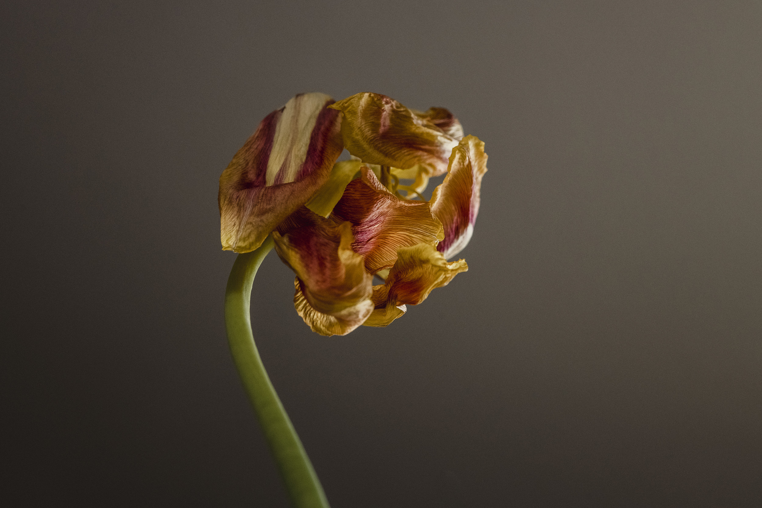 Bekijk dit werk in de shop