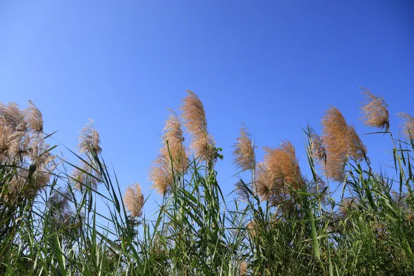 Why Waiting Until It’s Overgrown Costs You More: Vegetation Management ROI Explained