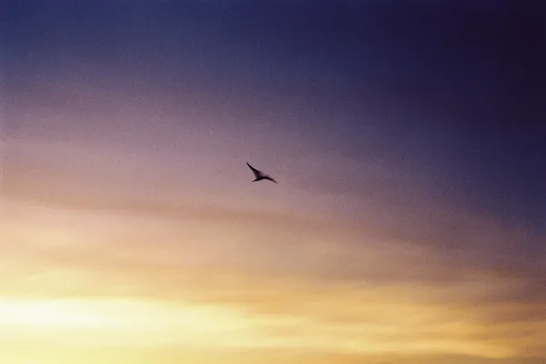 Celebrating Caribbean Creativity