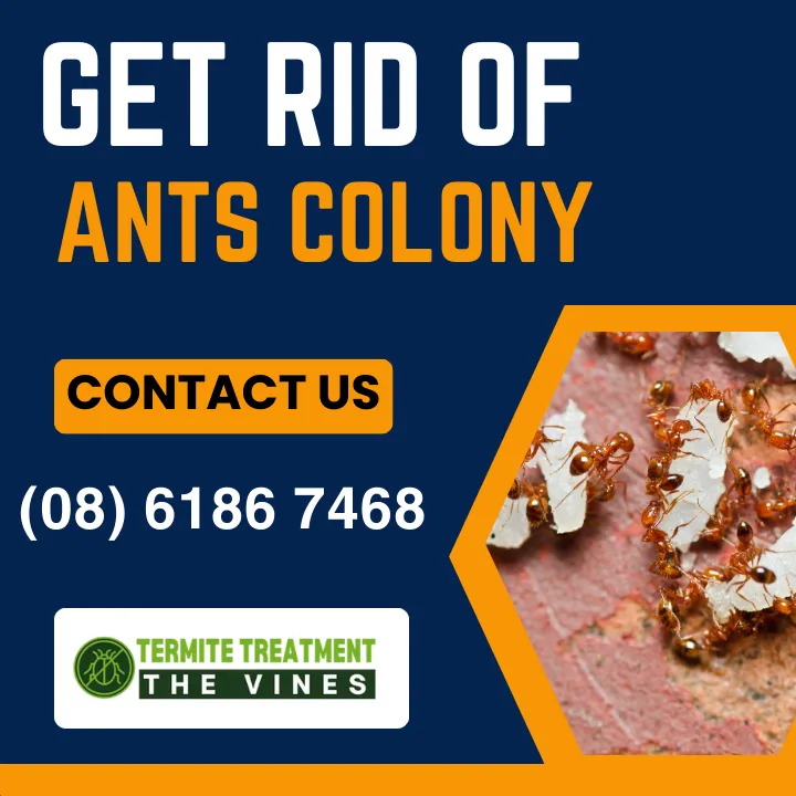 how-to-get-rid-of-ants