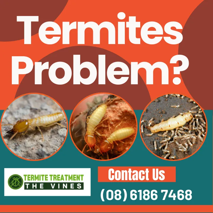termite-treatment-guide