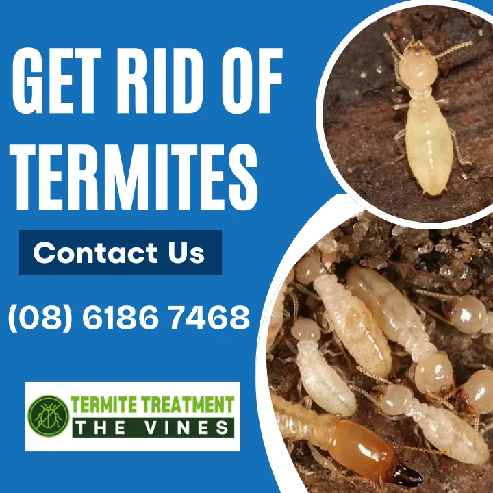 termite-inspections-the-vines
