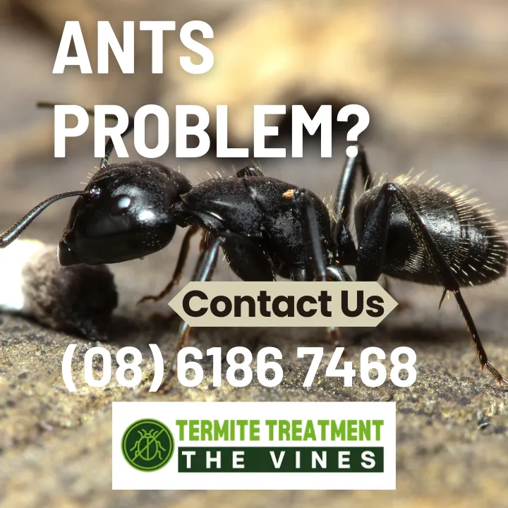 ants-in-car-get-rid