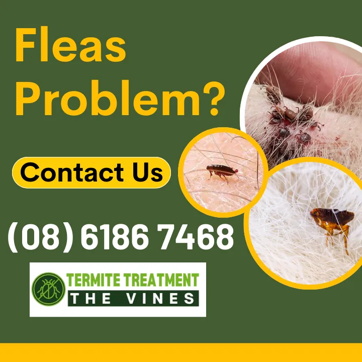 preventing-a-flea-haven