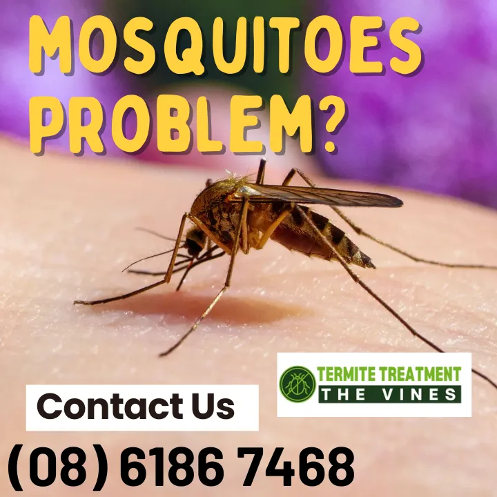 mosquito-prevention-guide