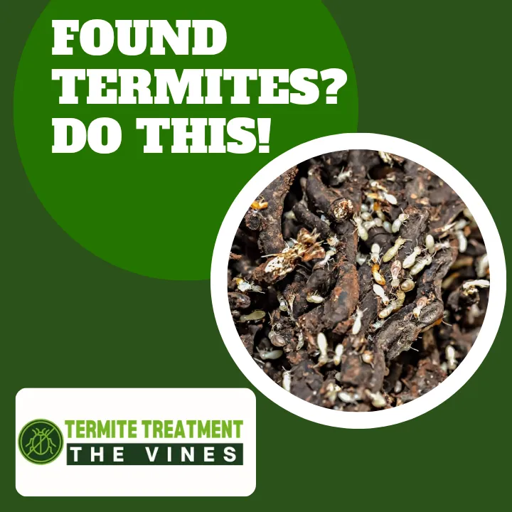 Termite infestation discovered inside a home with visible damage on wooden surfaces.