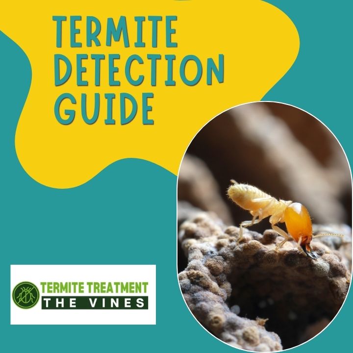 Different termite castes including worker, soldier, and queen.