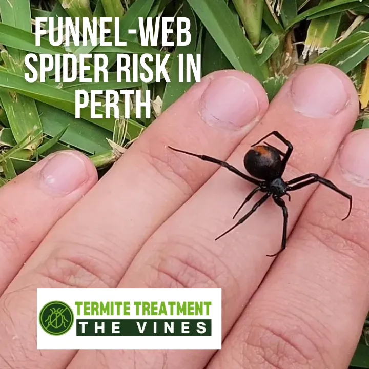 Perth funnel-web spider on soil near a residential garden in Western Australia.