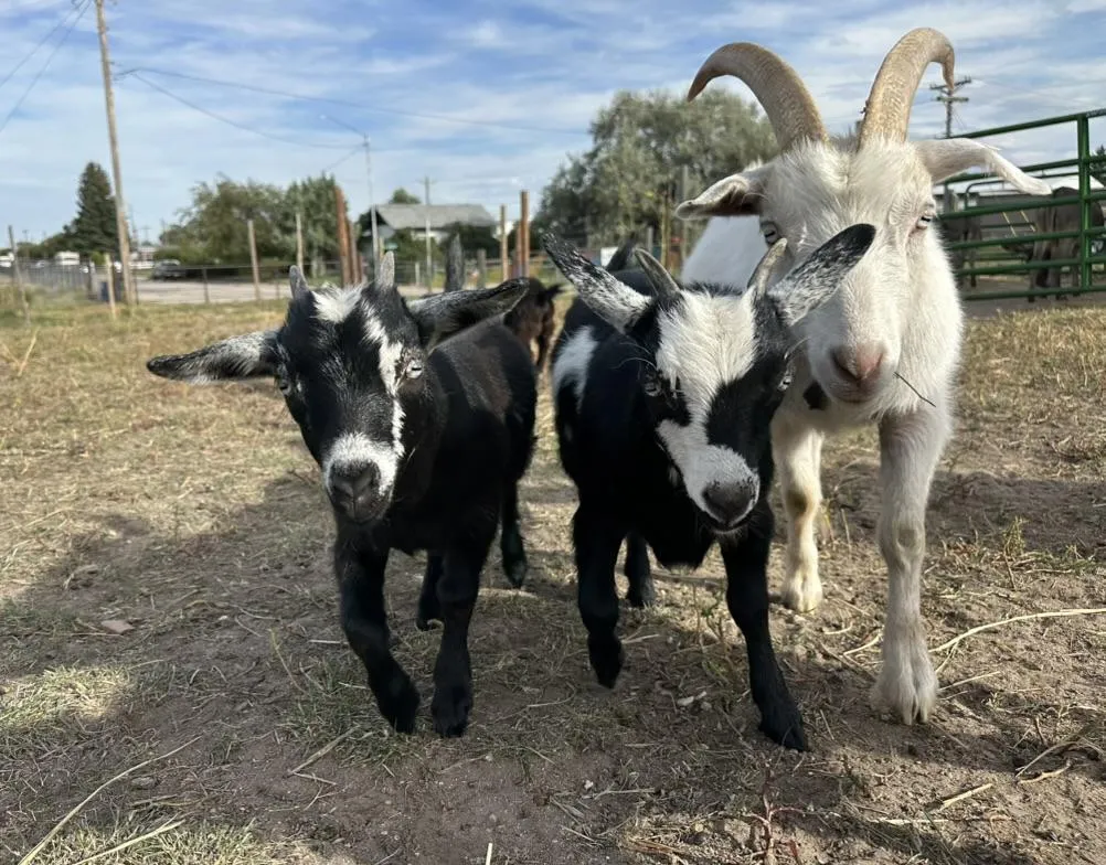 Bringing the WeeShire Spirit to Farmer's Day