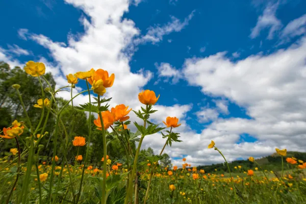 Boise Idaho Spring Real Estate Market Trends and Tips
