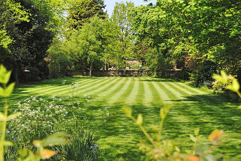 How to Make Your Lawn Lush with BioChar