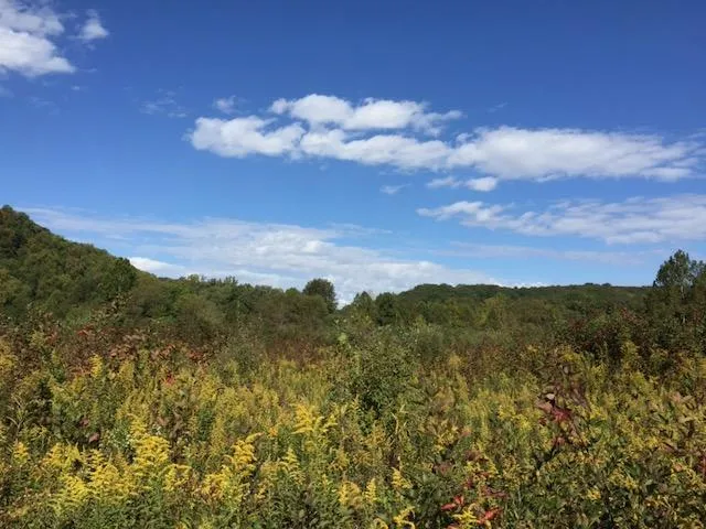 A wildflower field in autumn covered with goldenrods on a sunny day.
