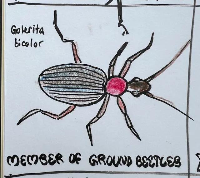 100-day challenge: insect drawings