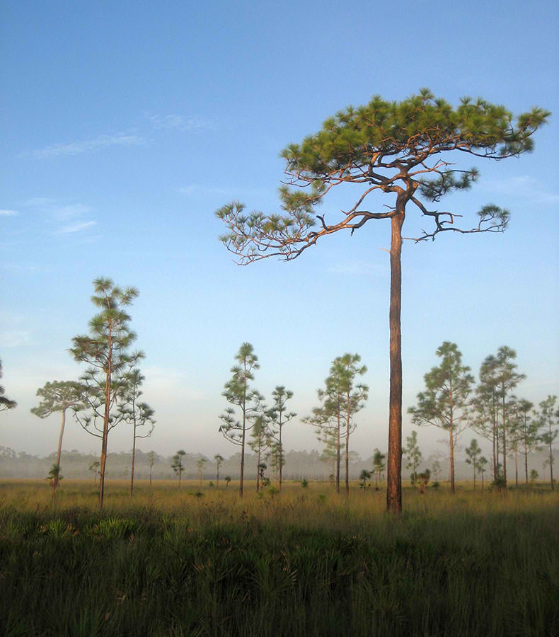 Well-managed longleaf pine ecosystem with scattered pines and wiregrass prairie at golden hour - Southern Rough gallery