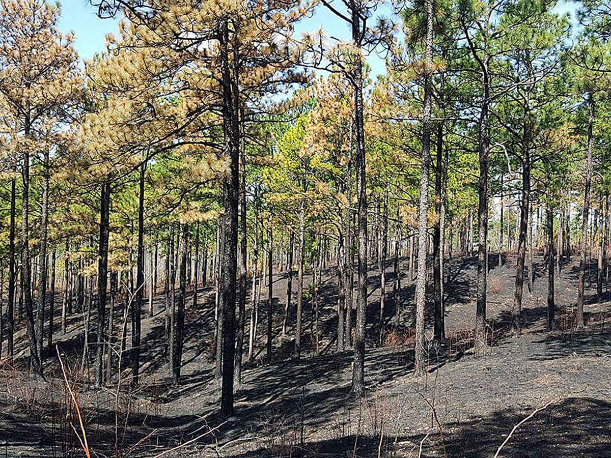 Post-burn longleaf pine woodland with charred forest floor and fire-resistant mature pines on hillside - Southern Rough LLC